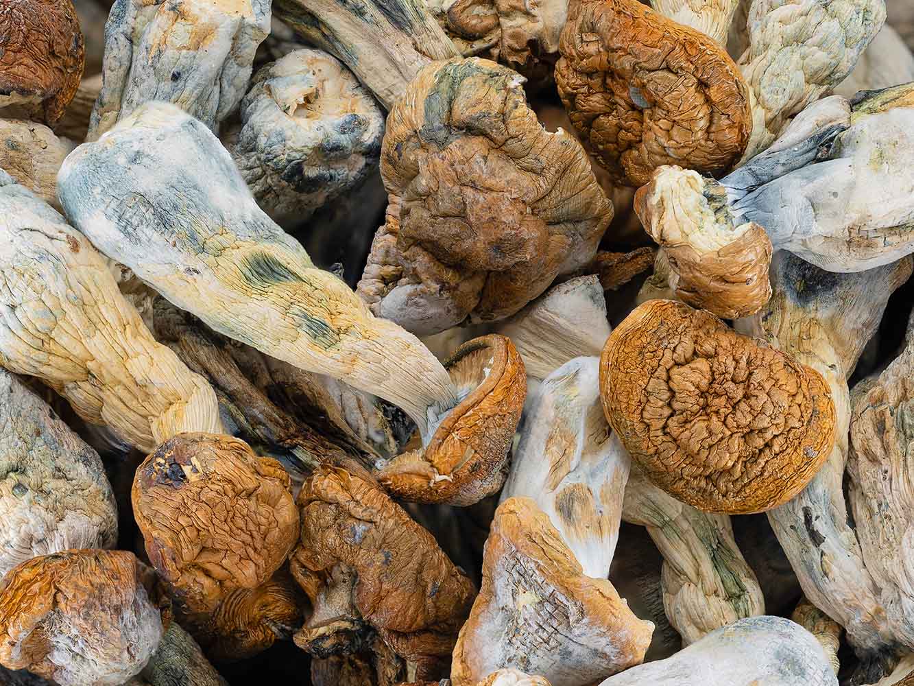 Buy Tidal Waves Magic Mushrooms Online In Canada